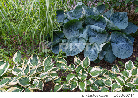 Hosta Leaves Texture Background, Hostas Leaf Nature Pattern, Big Daddy Leaves, Plantain Lilies Hosta Leaves Texture Background, Hostas Leaf Nature Pattern, Big Daddy Leaves, Plantain Lilies 105360714