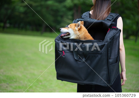 一位女士背包裡帶著一隻柴犬行走 105360729