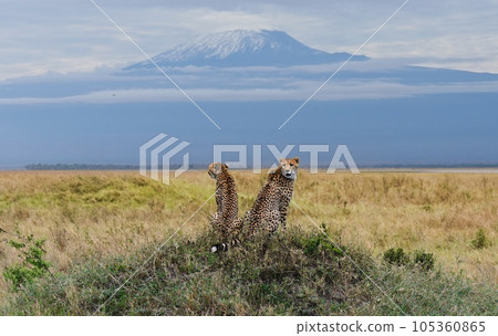 Pair of leopards on Kilimanjaro mount background in National park of Kenya, Africa Pair of leopards on Kilimanjaro mount background in National park of Kenya, Africa 105360865