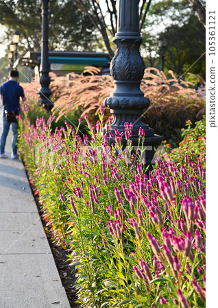 藍藻、野生杏仁花（山東、江蘇、浙江、四川）、杏仁花（福建、紫薇、狗尾草（廣東海南島）、野生杏仁花、杏仁花 105361121