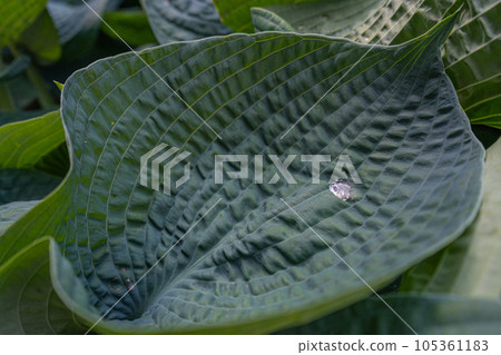 Hosta Leaves Texture Background, Hostas Leaf Nature Pattern, Big Daddy Leaves, Plantain Lilies 105361183