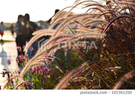 Pennisetum (Supplements to Materia Medica), Grass (Plant Name and Facts), Dogtail Grass (Zhejiang), Ruicao (Jiangsu), Rat Wolf, Paparazzi (Guangdong) Pennisetum (Supplements to Materia Medica), Grass (Plant Name and Facts), Dogtail Grass (Zhejiang), Ruicao (Jiangsu), Rat Wolf, Paparazzi (Guangdong) 105361200