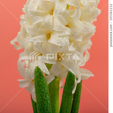 Hyacinth Isolated on Pink Background, Spring Flower Closeup with Copy Space, White Hyacinth Banner Hyacinth Isolated on Pink Background, Spring Flower Closeup with Copy Space, White Hyacinth Banner 105361212