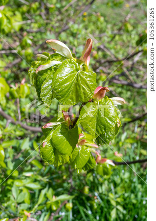 Spring Branch, Lime Buds, Young Linden Tree Leaves on Blur Background. Spring Twig 105361265