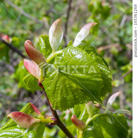 Spring Branch, Lime Buds, Young Linden Tree Leaves on Blur Background. Spring Twig 105361269