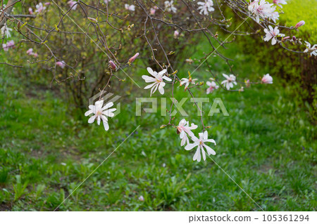 Flowering Magnolia Stellata, Spring White Flowers of Kobus with Selective Focus, Star Magnolia Tree 105361294