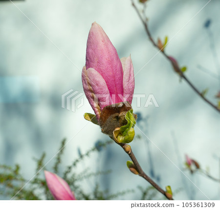 Flowering Magnolia Soulangiana, Spring Pink Flowers 105361309