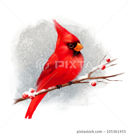 Winter illustration with cardinal bird on branch. Holiday decor for postcard, cover, flyer, cards design, New year, Christmas invitations. 105361455