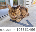 Cat forgot to lose his tongue 105361466