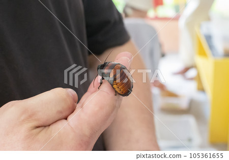 Huge Madagascar cockroach in human hands. Entomologist. 105361655
