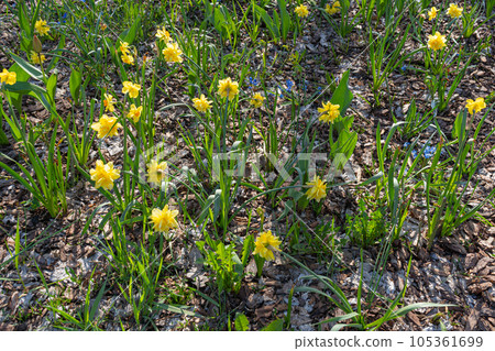 Daffodils Flowers Closeup, Yellow Narcissus, Early Spring Flowers with Selective Focus, Macro Photo Tulip Petals 105361699