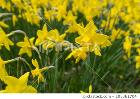Daffodils Flowers Closeup, Yellow Narcissus, Early Spring Flowers with Selective Focus, Macro Photo Tulip Petals 105361704
