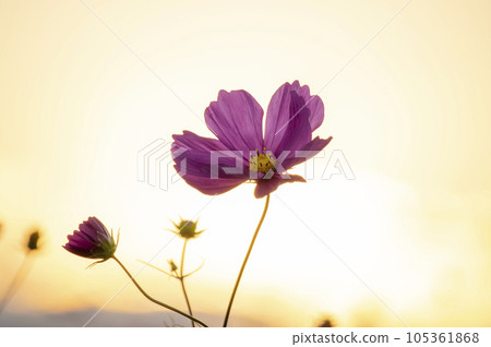 Evening cosmos Evening cosmos 105361868