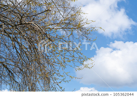 Spring Poplar Branch, Lime Buds, Young Tree Leaves on Blur Background, Spring Twig with New Green Leaves Spring Poplar Branch, Lime Buds, Young Tree Leaves on Blur Background, Spring Twig with New Green Leaves 105362044