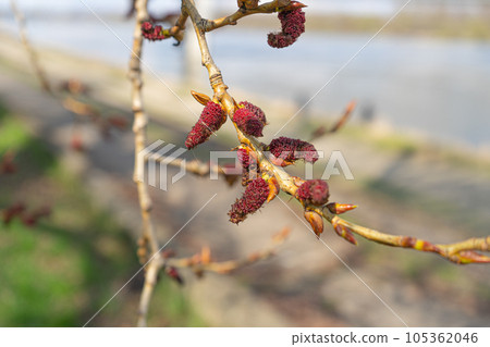 Spring Poplar Branch, Lime Buds, Young Tree Leaves on Blur Background, Spring Twig with New Green Leaves 105362046