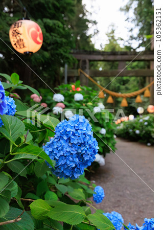 栃木縣鹿沼市磯山神社的繡球花 105362151