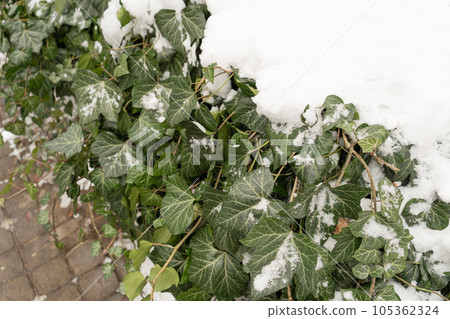 Green Hedge in Snow, Winter Park, Frozen Foliage Green Hedge in Snow, Winter Park, Frozen Foliage 105362324