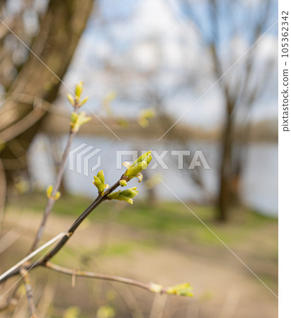 Spring Branch, Lime Buds, Young Tree Leaves on Blur Background, Spring Twig with New Green Leaves 105362342