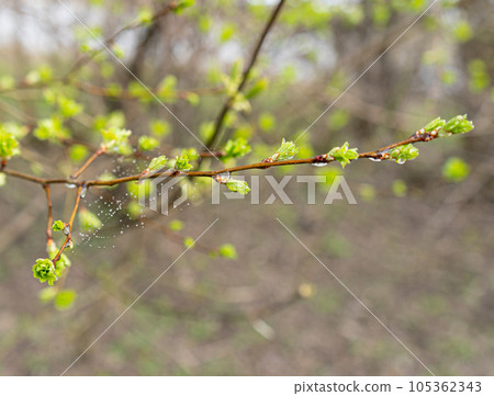 Spring Branch, Lime Buds, Young Tree Leaves on Blur Background, Spring Twig with New Green Leaves 105362343
