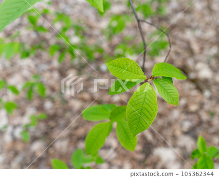 Spring Branch, Lime Buds, Young Tree Leaves on Blur Background, Spring Twig with New Green Leaves Spring Branch, Lime Buds, Young Tree Leaves on Blur Background, Spring Twig with New Green Leaves 105362344