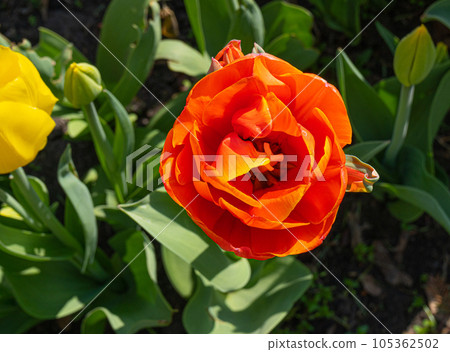Red Tulips Outdoor, Spring Tulipa Flowers 105362502