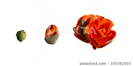 Tulip Flower Development Stages, Red Tulips Flowering Phases, Spring Tulipa Petals and Buds Tulip Flower Development Stages, Red Tulips Flowering Phases, Spring Tulipa Petals and Buds 105362503