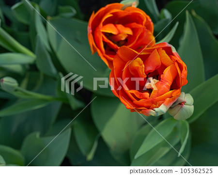 Red Tulips Outdoor, Spring Tulipa Flowers Red Tulips Outdoor, Spring Tulipa Flowers 105362525