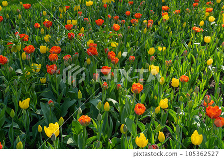 Red Tulips Outdoor, Spring Tulipa Flowers 105362527