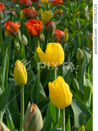 Red Tulips Outdoor, Spring Tulipa Flowers 105362529