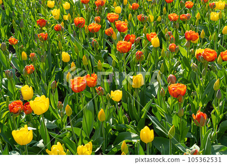 Red Tulips Outdoor, Spring Tulipa Flowers 105362531