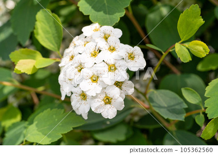 Many Small Flowers Closeup, White Flower Macro Photo, Detailed Flowers Pistils and Stamens Many Small Flowers Closeup, White Flower Macro Photo, Detailed Flowers Pistils and Stamens 105362560