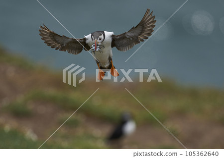 Puffin landing with fish Puffin landing with fish 105362640