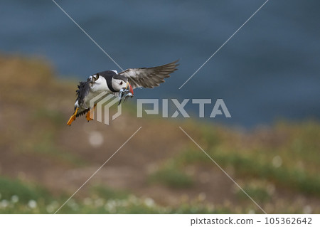 Puffin landing with fish 105362642