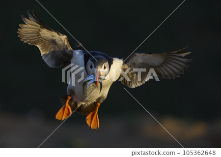 Puffin landing with fish Puffin landing with fish 105362648