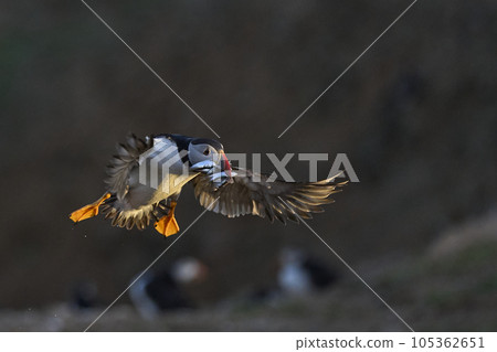 Puffin landing with fish 105362651