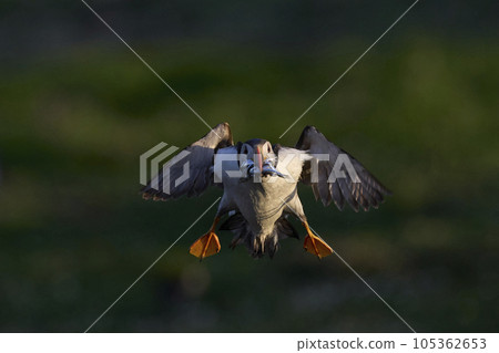Puffin landing with fish 105362653