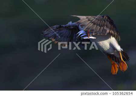 Puffin landing with fish 105362654