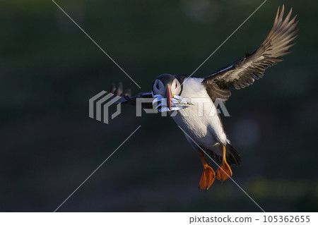 Puffin landing with fish 105362655
