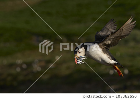 Puffin landing with fish Puffin landing with fish 105362656