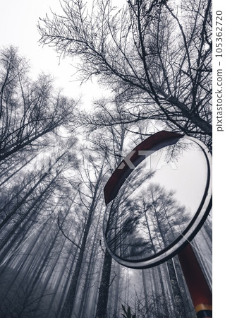 tree and curved mirror tree and curved mirror 105362720