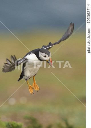 Puffin landing Puffin landing 105362744