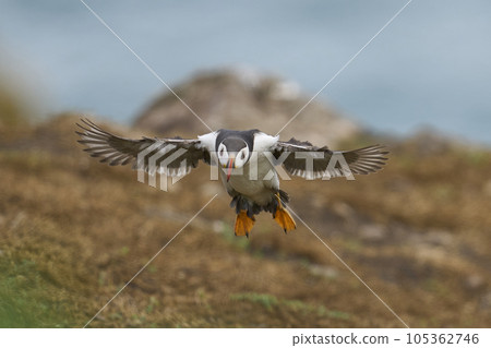 Puffin landing 105362746