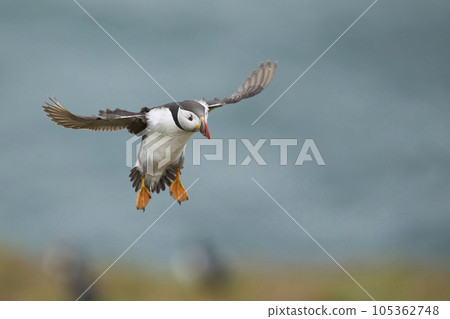Puffin landing Puffin landing 105362748