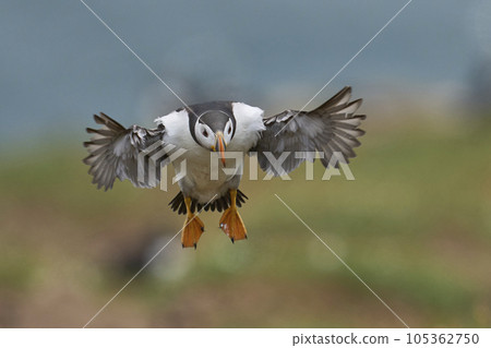 Puffin landing 105362750
