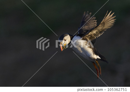 Puffin landing 105362751