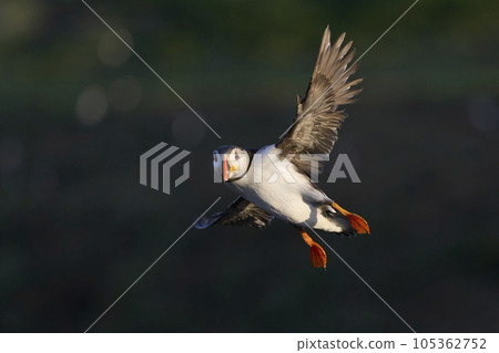 Puffin landing 105362752