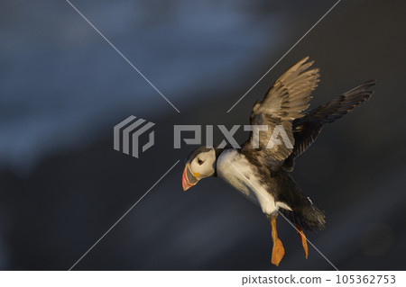 Puffin landing 105362753