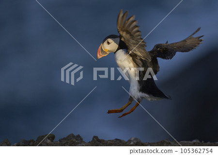 Puffin landing Puffin landing 105362754