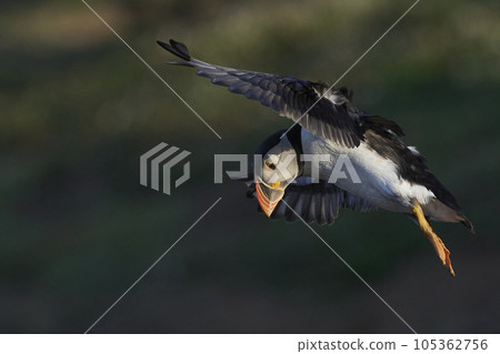 Puffin landing 105362756