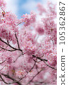 Kawazu cherry tree 105362867